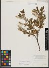 Foto von Salix foetida Schleich. ex DC. x Salix waldsteiniana Willd.